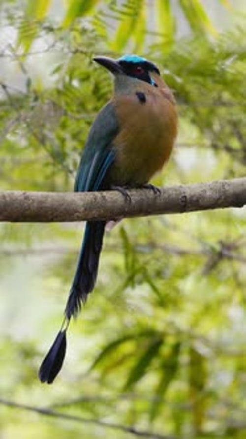 L'Amazonien Motmot Barranquero Momotus momota est perché et montre sa beauté en Colombie