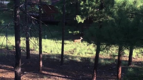 La lumière matinale illumine un cerf qui se promène dans une clairière, à Flagstaff, en Arizona.