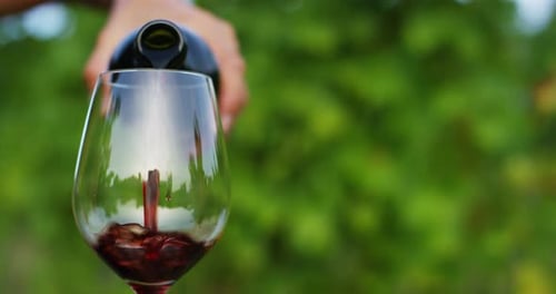 Ein Glas Rotwein, das während der Ernte der schwarzen Trauben direkt in die Weinberge gegossen wurde. Konzept von