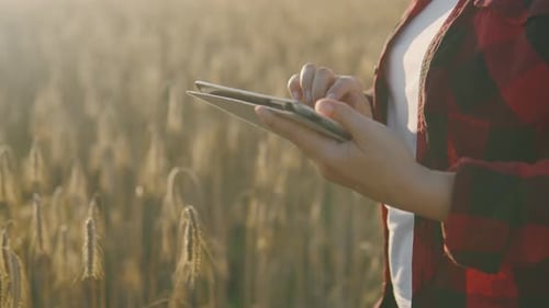 Farmer Girl Studying and Entering Data Into a Tablet in a Field at Sunset