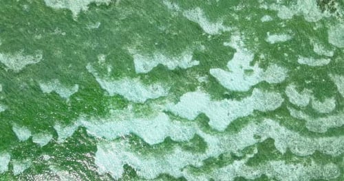 Closeup of Coral Patterns in Turquoise Shallow Waters Seychelles Praslin