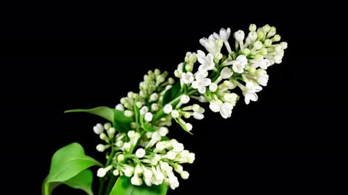 White Flowers Lilac Branch Blooming in Time Lapse on a Black Background. Beautiful Fragrant Opening