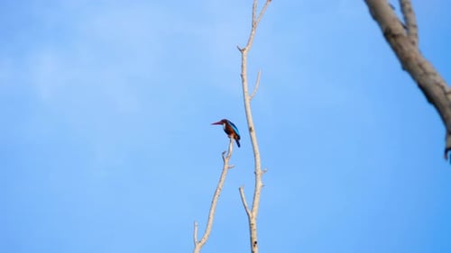 Common Kingfisher Male on a Branch
