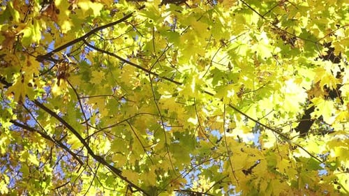 Yellow Maple Leaves Swaying in the Wind