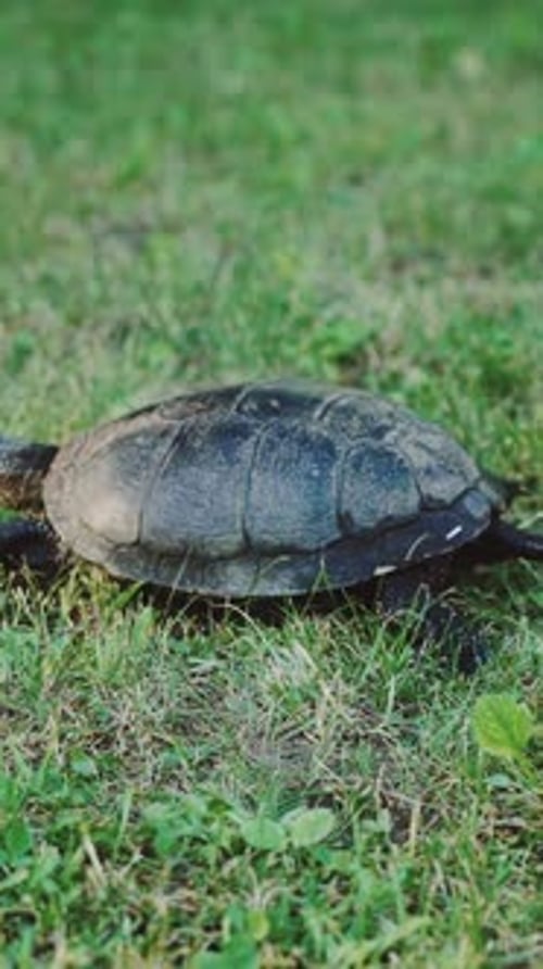 Tortue se déplaçant sur de l'herbe verte fraîche Vidéo verticale