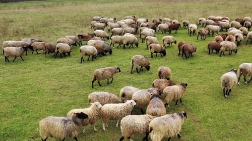 Herd of sheep walk on field. Group of nice domestic animals on pasture.