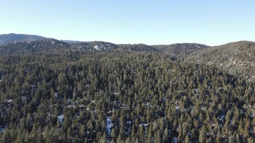 Winter Landscape Pine Forest