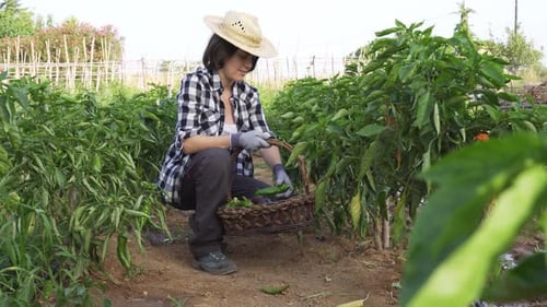 Mujer agricultora hispana que trabaja en un huerto urbano cosechando pimientos y verduras frescas