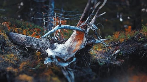 A forest floor in autumn, showing the intricate network of tree roots and stumps surrounded by seaso