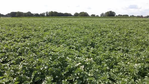 Vibrant Green Field Of Potato Plants Swaying In The Breeze
