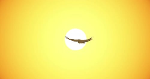 Soaring Eagle Silhouette Animation Against Vibrant Sun
