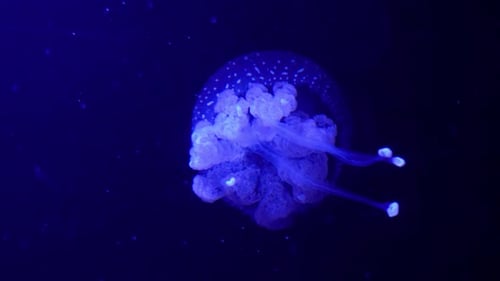 Quallen, die anmutig im beleuchteten Wasser schwimmen.