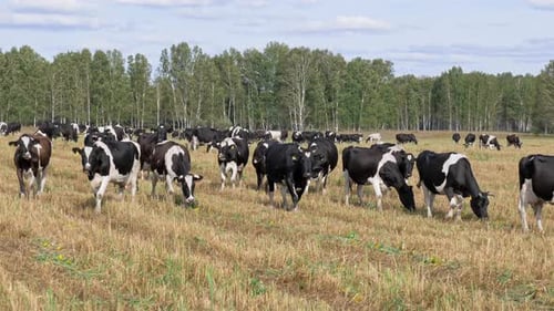 Black and White Color Cow Grazing on the Field and Eating Hay at Spring Sunny Day. Beautiful Clou...