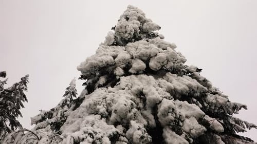 Snow-Covered Evergreen Trees in a Winter Landscape