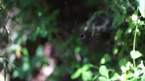 Spinnennetz, das sich im Wind bewegt