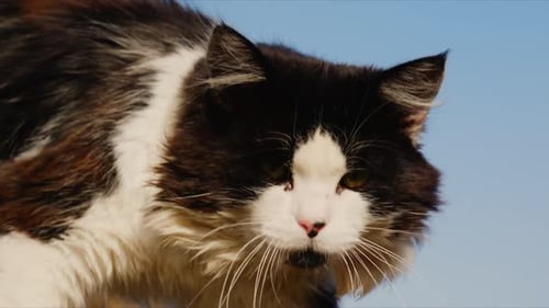 Eine neugierige Katze, die ihre Umgebung erkundet, Nahaufnahme der Intrigen und Abenteuer einer Katze inmitten