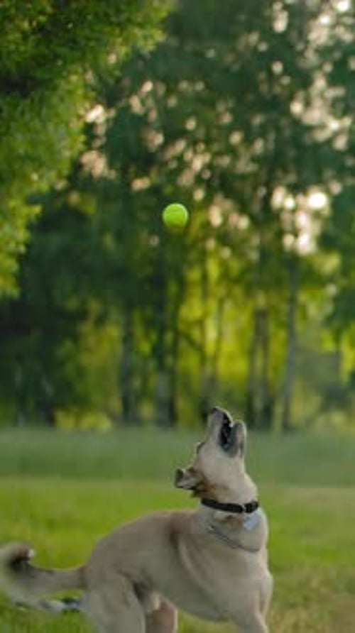 Woman Plays Fetch with Dog in a Park