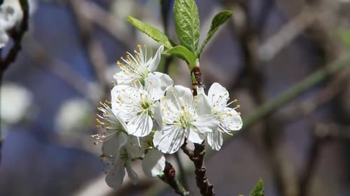 Closeup of Apple Blossom. Spring. UK