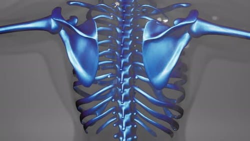 Modern 3D Animated Human Spine and Pelvis