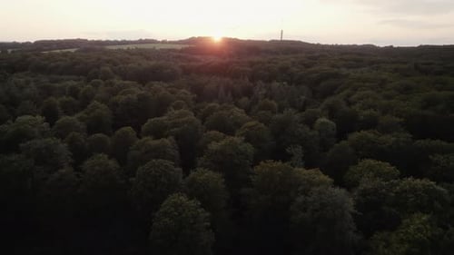 Vue aérienne de la forêt luxuriante au coucher du soleil