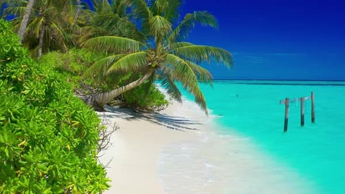 Paradise White Sand Beach Turquoise Ocean Green Palm Trees and Blue Sky with Clouds on a Sunny Day