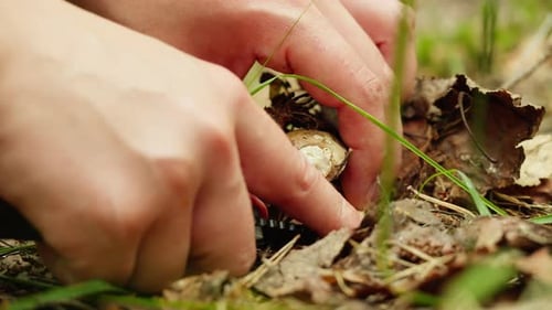 Mushrooms in the Forest Close Up Macro Human Cutting a Fungus with Knife Nature View