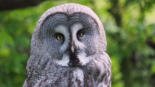 Great Grey Owl Close Up Turns to Camera