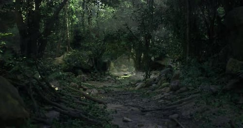 Lush Forest Path with Dense Foliage and Soft Light Through Trees