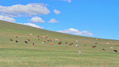 Cows Grazing in the Green Field on a Hill Against the Blue Sky with Clouds