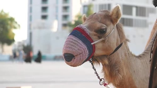 Kamel mit bunter Schnauze in urbaner Umgebung
