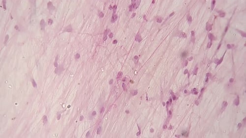 Loose Connective Tissue Whole Mount Microscopic View with 200 Times Magnification Filmed on Bright