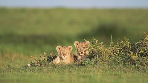 Eine wunderschöne Tieraufnahme von jungen Löwenbabys, die frei in der Serengeti herumlaufen