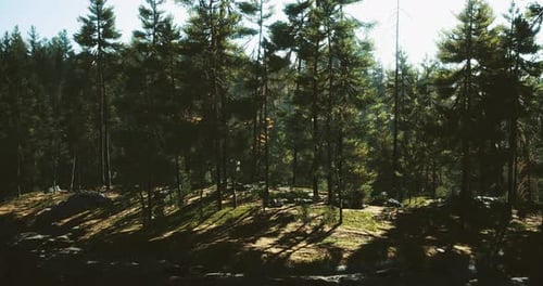 Forest Landscape with Sunlight Filtering Through Pine Trees at Midday