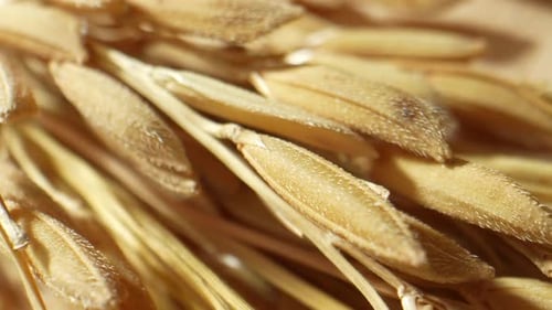 Macro shot of ears of rice. 4K.