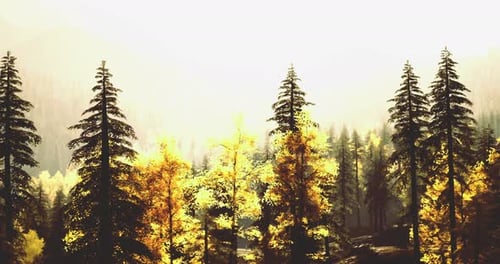 Paysage forestier d'automne coloré avec des arbres vibrants sous la douce lumière du soleil