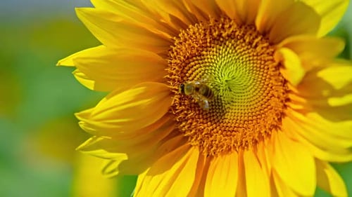 Bee Pollinating Bright Yellow Sunflower in Sunny Field