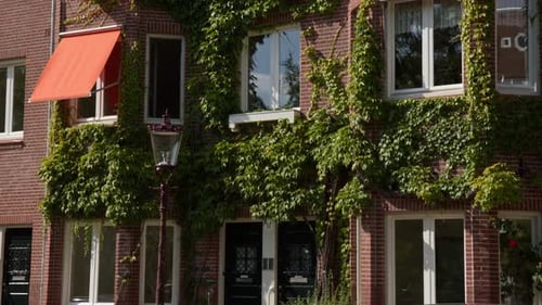 Brick Walls Of Buildings Covered With Ivy Plants In Amsterdam, Netherlands.