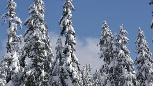 Pine Trees Covered In Snow In Daytime - Forest During Winter. - wide shot