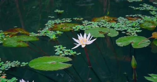 Pink Lotus Lily Flower in Lake Water Closeup Natural Beautiful Blossom in Tropical Forest Aquatic