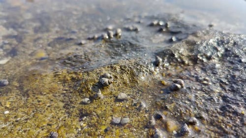 small sea creatures and shells that move