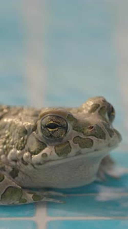 Crapaud sur le bord d'une piscine en position verticale