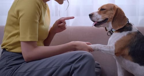 Woman Training Obedient Beagle Dog in Home