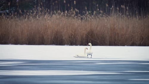 Der weiße Schwan steht im Winter anmutig auf dem gefrorenen See
