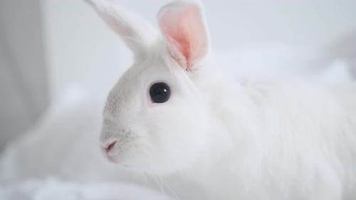 White Fluffy Rabbit Cute Adorable Decorative Rabbit Copy Space Place for Text Pet Care Greeting Card