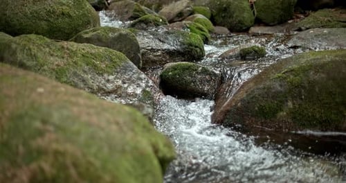 Ein Gebirgsbach mit kristallklarem, kühlem Quellwasser fließt zwischen Steinen und Felsen in einer Pinie