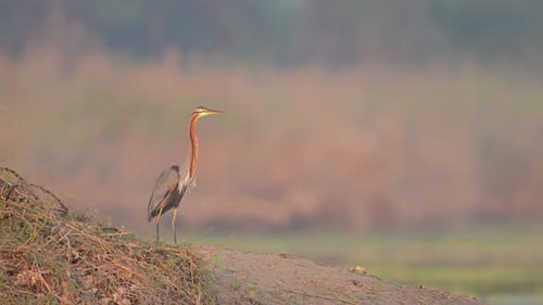 Purple Heron Stands Watchful on a Bank