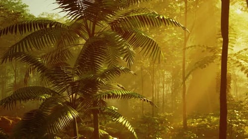 Tropical Palm Leaves Enlightened By a Sunbeam in a Jungle Forest