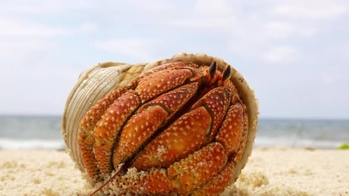 Large Orange Hermit Crab comes out of his shell and walks away on an idyllic calm sandy beach in the