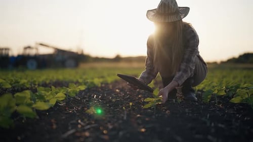 Botanist Agronomist Woman with Tablet Works on Farm Field Checks Plants Growth Collects Data