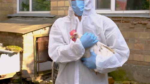 Person in Protective Suit Holding White Hen